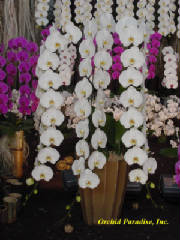 white_phal.jpg